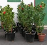 Foto 131 de lindas en lindas, Medellín