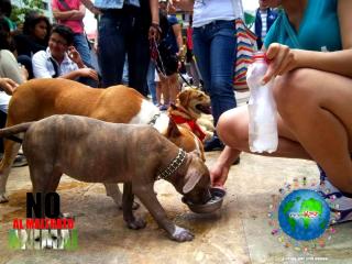 Foto 33 de No al Maltrato Animal en No al Maltrato Animal, Bucaramanga