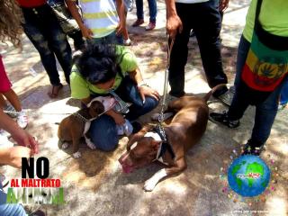 Foto 9 de No al Maltrato Animal en No al Maltrato Animal, Bucaramanga