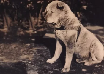 Hachiko: La historia conmovedora del perro más fiel del mundo