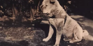 Hachiko: La historia conmovedora del perro más fiel del mundo